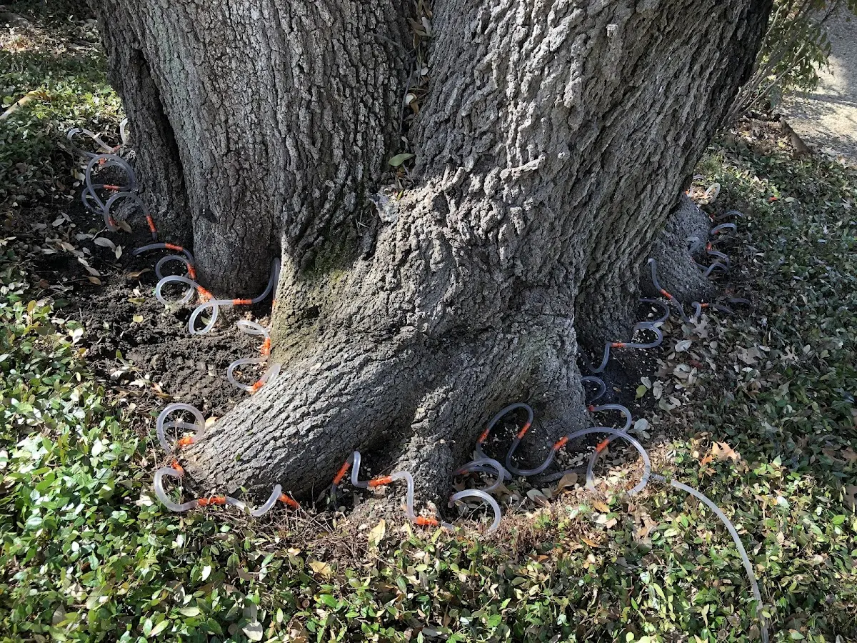 Detailed Tree Cabling and Bracing job site in Poyen