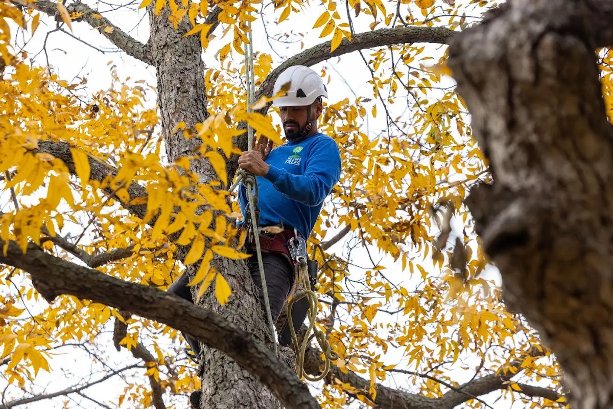Skilled Tree Transplanting crew working in Poyen